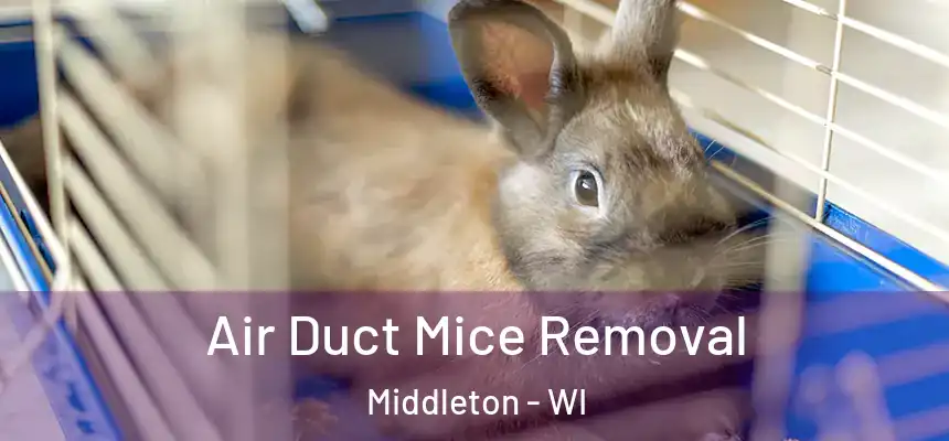 Air Duct Mice Removal Middleton - WI